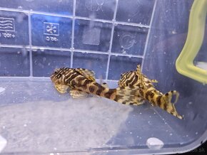 Pleco, Hypancistrus, Ancistrus long fin, sumce - 16