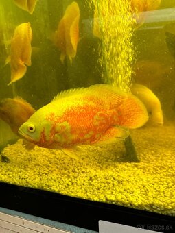 Astronotus ocellatus super RED CHILLI/ ocellatus NEMO - 16