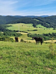 Ustajnenie,výcvik,preprava,ošetrenie koni-dornovou metódo - 16