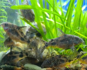 Corydoras paleatus - 16