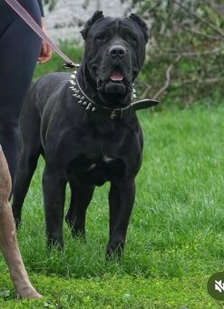 Bandog na krytie - 16