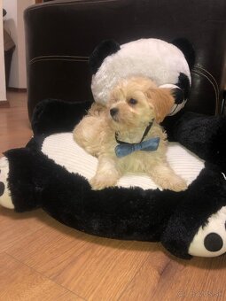 Maltipoo - 16