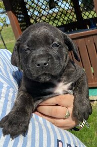 Cane Corso šteniatka - 16