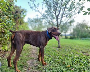 Doberman šteniatká - 16