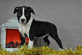 Americký stafordšírsky teriér s PP Amstaff - 16