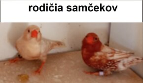 predám/vymením samčekov zebričky - 16