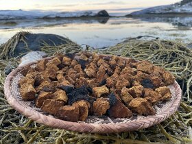Arktická huba Chaga zbieraná vo Švédsku - 16