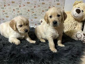 Zlatý retriever/ Golden retriever - 16