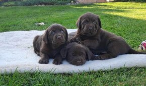 Labrador šteniatka čokoládové s rodokmeňom - 16