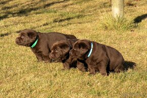 Labrador retriever čokoládové šteniatka s PP - 16