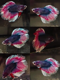 Betta Splendens - Bojovnica Pestrá. - 16