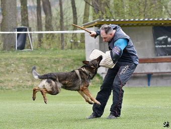 Nemecký ovčiak šteniatka s PP - 16