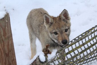 Fenka Československý vlčiak - 16