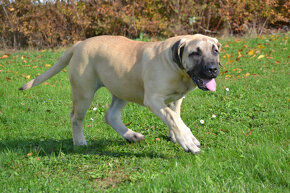 boerboel,  búrský buldok -jihoafrický mastif -feny - 16