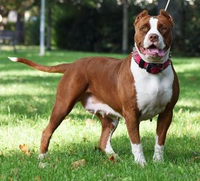 American bully Xl - 16