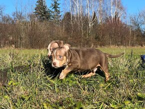 American Bully Classic/ standart - 16