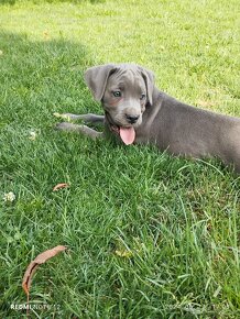 Cane Corso šteniatka - 16