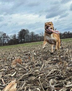 American Bully - 16