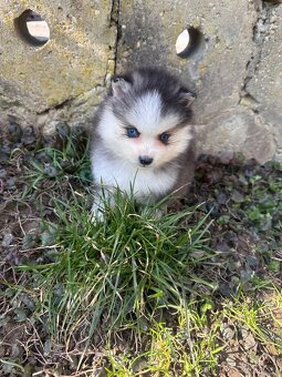 Pomsky / Pomeranian / Husky - 16