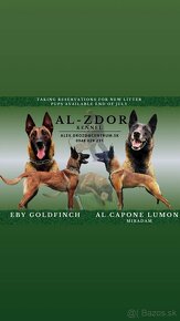 Belgický ovčiak malinois - 16