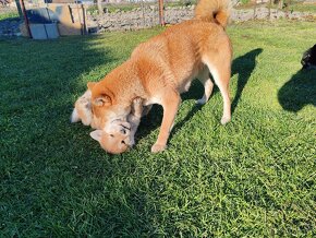 Shiba inu psýk s PP - 16