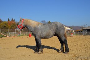 Žrebec na predaj - Percheron - 16