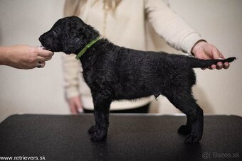 Curly Coated Retriever s PP - 16