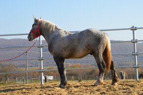 Predám ťažného koňa - Percheron - 16