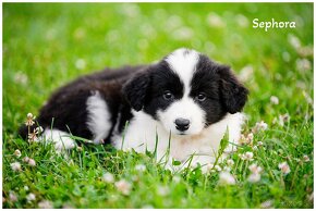 Border Collie Border Kolia s PP FCI - 16