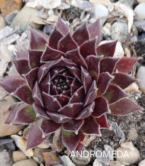 Skalné ruže - sempervivum - 16