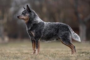 ACD Austrálsky dobytkársky pes CATTLE DOG - 16