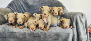 Americký pitbulterier pitbull pit bull silverfawn lilac rare - 16