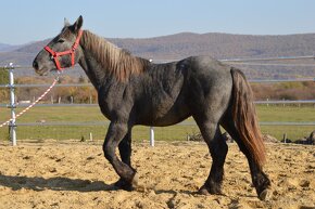 Predám žrebca - Percheron - 16