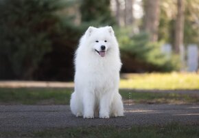 Samojed s PP LA TORRE ROJA - 16