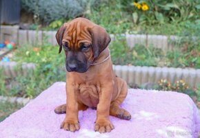 CHS Malumiwanga Rhodesian Ridgeback - 16