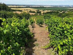 Viničný domček s vinicou a sadom - 16