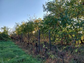 Na predaj chatka s vínnou pivnicou a vinicou v obci Búč - 17