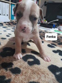 Šteniatka-Americký stafordšírsky teriér/Amstaff - 17