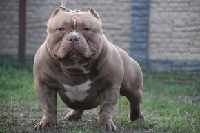 AMERICAN BULLY - 17