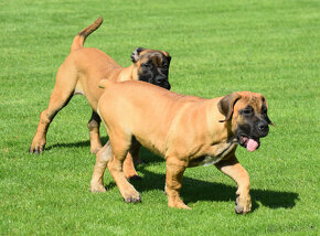 búrský buldok- boerboel-feny-garance zdravých kloubů - 17