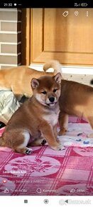 Shiba Inu - 17