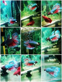 Betta Splendens -Bojovnica Pestrá - 17