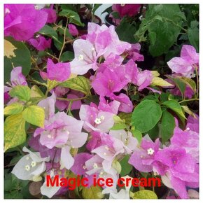 Bougainvillea,( bougainvillea, bugenvilea, bugenvila ) - 17