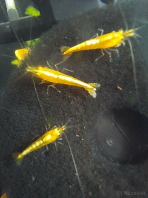 Krevetky neocaridina davidi yellow - 17