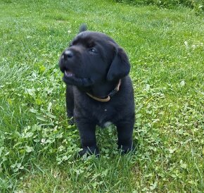 Labrador retriever šteniatka  s PP - 17