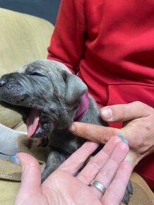 Cane Corso - 17