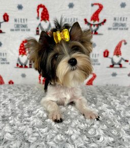 Yorkshirsky terier - Biewer - Yorkshire terrier - Jorkšír - 17