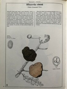 Atlas liečivých rastlín, Čuvač, Encyklopédia astronómie Huby - 17