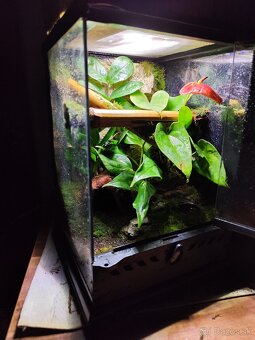 Terarium Exo terra - 17