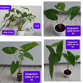 Predám izbové rastliny - 17